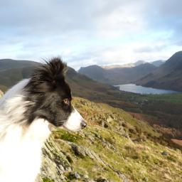 Six Self Catering Apartments in The English Lake District, Buttermere,Cumbria. Dogs welcome in select units
