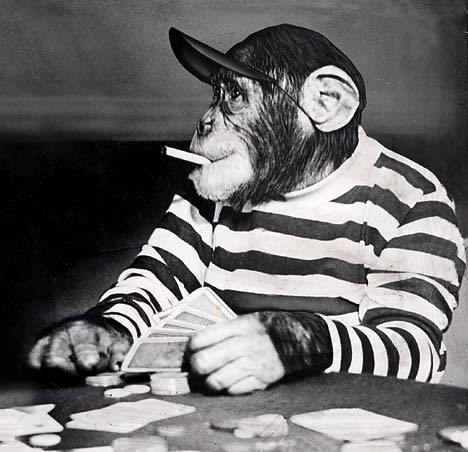 Crazy little chimp who loves football betting