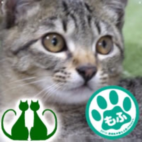 超絶にゃんこ好き♥ 【国境無き猫もふ団団員】【猫合体党党員No.629】【もふもふRT党党員No.007】【無限大のこたまら～】【グーカン♥副代表補佐官】 【スコもふ団団員】【うーにゃー教】猫祭り専用サブ垢→ @Miho_XJP2 《好き♡→》XJAPAN・土方歳三様・詩や絵をかくこと・読書・アロマ・ダヤン etc