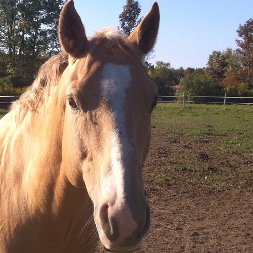 EBC Therapy Center is a full service Outpatient Clinic specializing in integrating HIPPOTHERAPY. Horseback riding. Located in East Berne, NY. 518-872-1870.