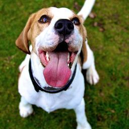 beagle_tails's profile picture. Woof. Lucy, Archie & Porthos 🌈. Floppy ears & waggy tails. Having pawesome adventures in the Countryside & London. 📷 @bdavey_photo
