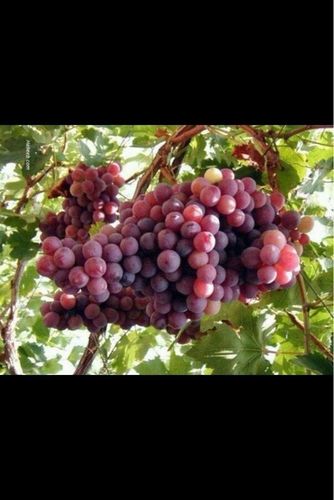 Ja1122Ra's profile picture. 