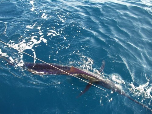 paulsannis's profile picture. 