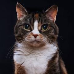 I am God's gift to programming. You are lucky to have me on your programming team. Now, what time is lunch?