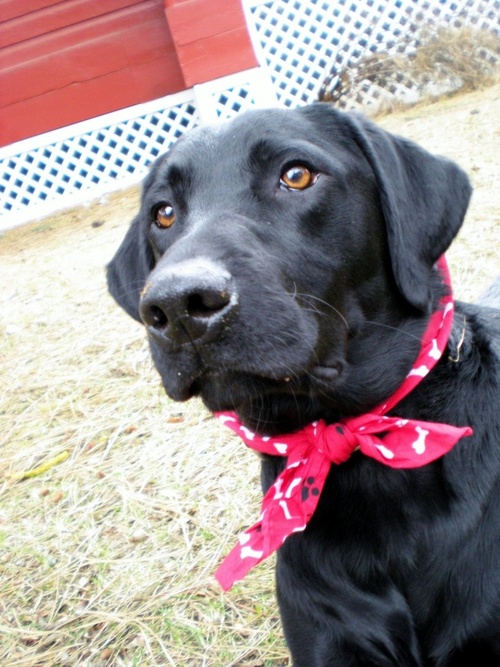 Myowneradoresme's profile picture. I am a 1 1/2 yr ol black labrador retriever.  My favorite things in life are playing with my owner.  We love to jog, play fetch, swim, & visiting friends.