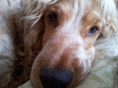 Jacobs_Den's profile picture. Home of the Wet Dog Mat - suitable for leaky dogs overnight or for those bog snorkeling dogs who insist on coming home wet and sitting on the sofa!