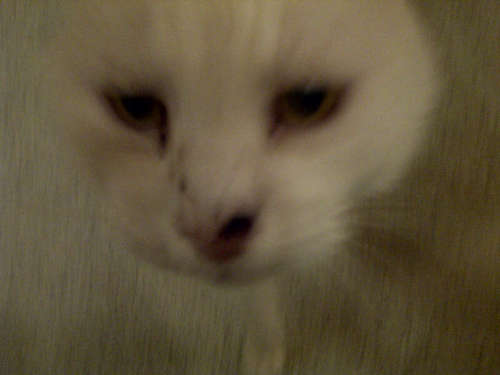 Er was eens een kat zonder oren...