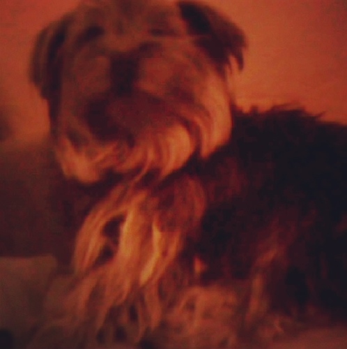 LittleDaisy11's profile picture. 4 years old .. I'm Yorkshire Terrier :) always follow back! WOOF WOOF