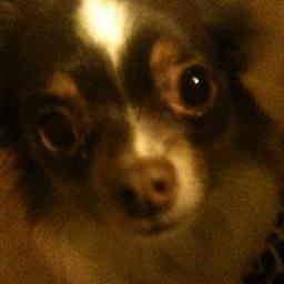 pintsizeddragon's profile picture. 