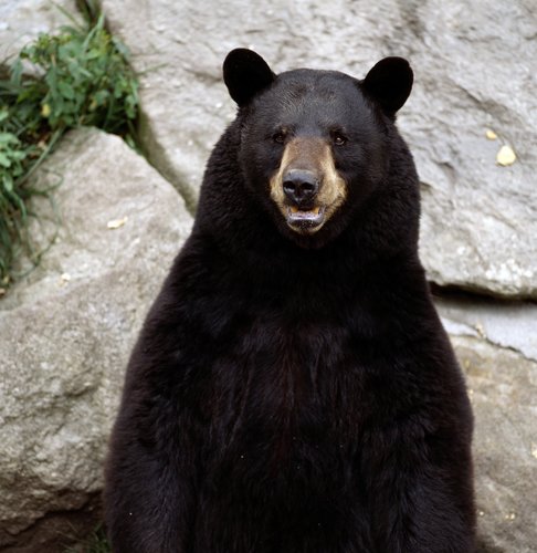 Enjoy luxury Bears Den Hunting Lodge & Experience a High Quality Ontario Black Bear Hunt!