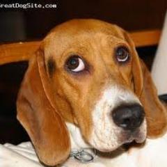 SirRandyTinkles's profile picture. @RissaPoseidonos' very protective hellhound. Don't let this cute face fool you. // This is a roleplay account