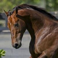 Castleton Lyons (@castletonlyons) 's Twitter Profile