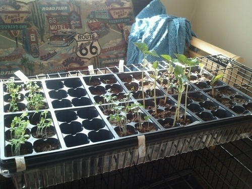 Where vegetable gardeners can meet and share their knowledge.