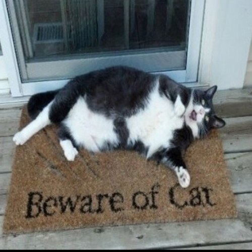 misskittylarue's profile picture. 