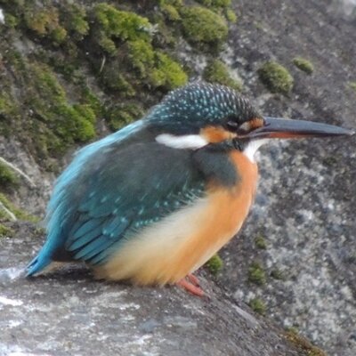 長崎b級野鳥図鑑 今日の怪鳥 長崎anpapa B級野鳥図鑑 Yahoo ブログ T Co Awvjxobipb ブログ 長崎県 珍鳥図鑑