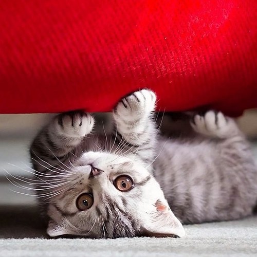 karenmosas's profile picture. 