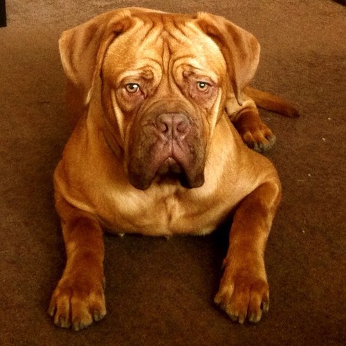 DILDOPP's profile picture. marching on together