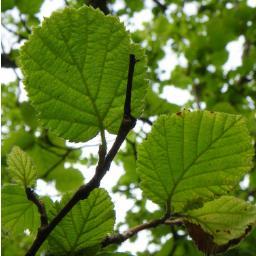 AHAG promotes the international importance and good management of Atlantic Hazel for nature and people.