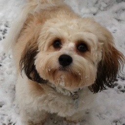 My wolfpack- @debell64 @billyblueefc @Gem_Liverpool & @janineelleryox
 I'm a Cavachon puppy from Liverpool looking for furiends.