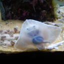 Shirley-Anne Irving - @ShlAnne - Twitter