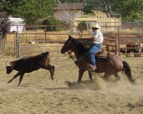 ropinglew's profile picture. 