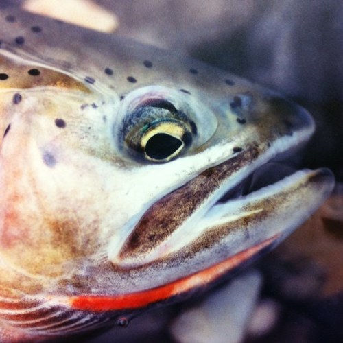 Vice-President Operations Division, Freshwater Fisheries Society of BC.  Avid angler and fly tier who loves BC's freshwater fisheries.