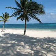 MsNgozi's profile picture. 