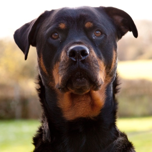 Was a finalist on Top Dog Model on @itv2 #teamrottie 
Registered PAT dog
My top dog best bits:
https://t.co/ej5Nq1PIA7