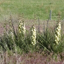 Melody Benjamin - @campfireranch - Twitter