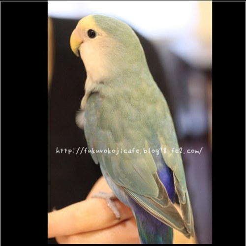 インコ 鳥 大好き🐥🐥2011年4月にコザクラインコ メスをお迎え。2018,19年頃までは発情対策が甘く、何度も卵を産ませてしまっていた結果ついに卵詰まり。あと一歩で危なかった、という可哀想なことをしました。発情対策はその後専門の病院へ通い正しいやり方・知識を身につけました。ご相談お気軽にどうぞ。
