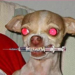 Sou um cachorro muito louco hehehe !