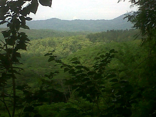 wisata alam hutan nan menawan | jelajah hutan | berkemah | bersepeda | menanam pohon | follow yukk ... cp : 0888 6822 405 SMS dan WA - pin 311FF116