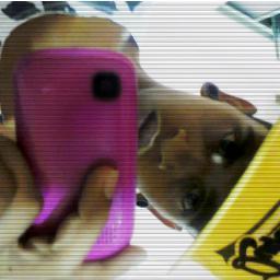Ele MSM ,