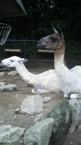 sachiroto's profile picture. ラマ好き。ネコ好き。