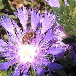 Florida Native Plant Society:  We promote the Preservation, Conservation, and Restoration of the Native Plants and Native Plant Communities of Florida.