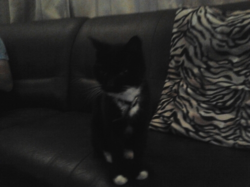 lucberends's profile picture. psv/robur/ichthus