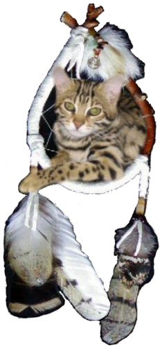 Indian Creek Bengals is an established #cattery located in Eastern Pennsylvania, Members of TICA and the American Cat Fanciers Association (ACFA).