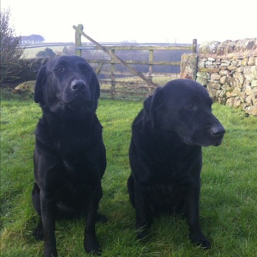 Rob_Lea1's profile picture. Farmers Son, living in North Yorkshire. Passionate about the agricultural industry, with a keen interest in Beef, Sheep, Horses, Clay Shooting  & Rugby.