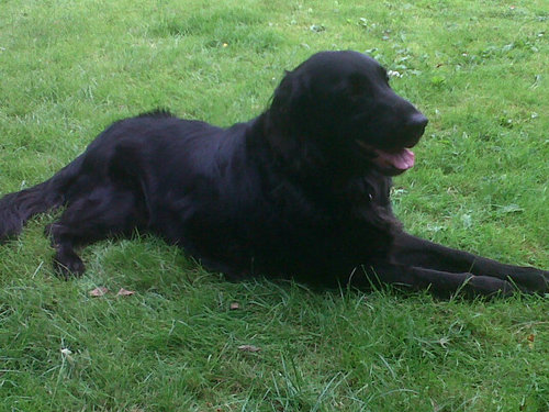 2smartdogs's profile picture. 