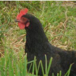 Rare Breed poultry from Aberdeenshire Scotland. From hatching eggs to point of lay. We pride ourselves on good quality chickens. Scots Dumpy & Grey + Lots more.