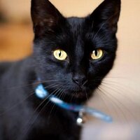 SRAN:Sophie's Refuge (@sophiesrefuge) 's Twitter Profile