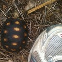 Dana Strong - @strong_dana - Twitter