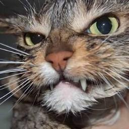 komahoney3's profile picture. 