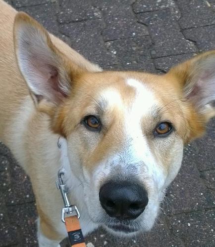 Tamaskana's profile picture. 