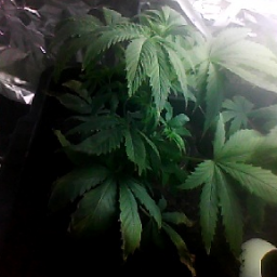 PassTheBiff's profile picture. #StonerStudent love the #StonerNation