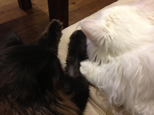 Liono_Smithers's profile picture. We are two cats. Ebony and Ivory live together in perfect harmony, except when we are fighting. We live with Richard and Catie who are cool.