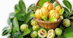 Garcinia Cambogia’s ability to help you stick to your diet and curb your appetite is what makes it so unique among natural products