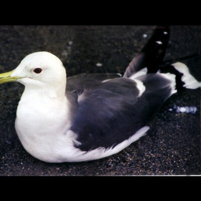 わたしはカモメ 15nky Twitter わたしはカモメ 15nky Twitter