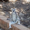 Peter Janson  - @jansonpeter1 - Twitter