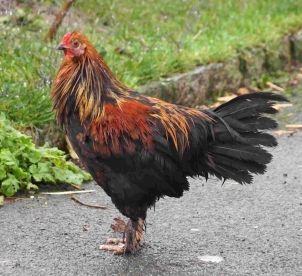 PacketRocky's profile picture. aka Dennis the Pendennis Cockerel. Lives on the Point - Flew the coop while bound for the farm. Can be found every week in @ThePacket's Pendennis Point of View.